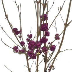 Liebesperlenstrauch (Callicarpa bodinieri 'Autumn Glory') D 21 H 60 cm