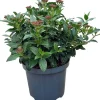 Lorbeer-Schneeball (Viburnum tinus) D 23 H 30 cm