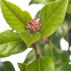 Lorbeer-Schneeball (Viburnum tinus) D 17 cm
