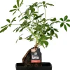 Lova Arrangement Strahlenaralie (Schefflera) D 17 H 30 cm