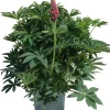 Lupine (Lupinus arcticus 'Gallery') D 19 H 50 cm