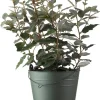Ölweide (Elaeagnus ebbingei 'Compacta') D 19 H 50 cm