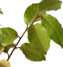 Ölweide (Elaeagnus ebbingei 'Compacta') D 23 H 60 cm