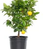 Mandarinenbaum (Citrus sinensis 'Calamondin') D 20 H 70 cm