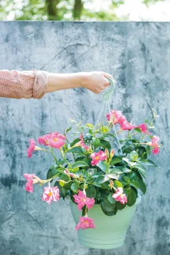 Mandevilla Ampel (Dipladenia 'Sundaville') rosa D 23 H 40 cm