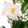 Mandevilla Pyramide (Dipladenia 'Jade White') D 17 H 70 cm