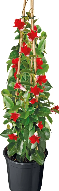 Mandevilla Pyramide (Dipladenia 'Sundaville') rot D 17 H 70 cm