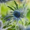 Mannstreu (Eryngium planum) D 9 H 5 cm