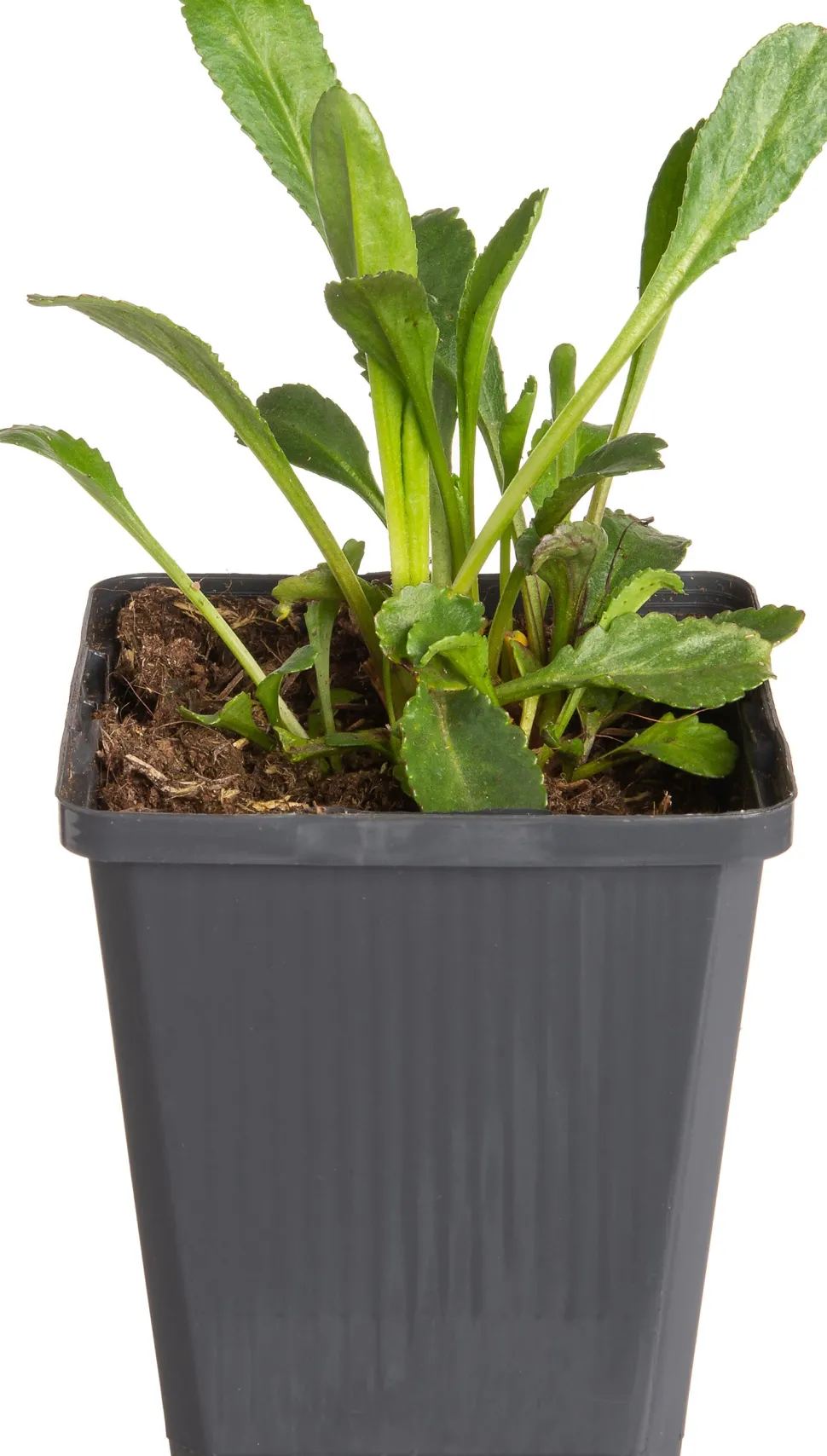 Margerite (Leucanthemum superbum 'Silberprinzesschen') D 9 H 5 cm