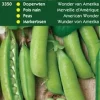 Markerbsen (Pisum sativum 'Wunder van Amerika') Samen