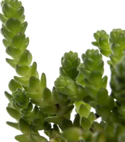 Mauerpfeffer (Sedum acre) D 9 H 5 cm