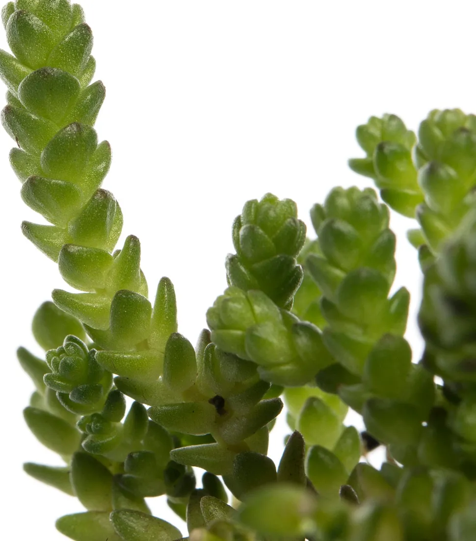 Mauerpfeffer (Sedum acre) D 9 H 5 cm