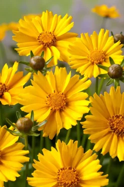 Mädchenauge (Coreopsis Grandiflora 'Sonnenkind')