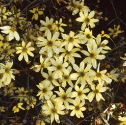 Mädchenauge (Coreopsis verticillata 'Moonbeam') D 11 H 5 cm