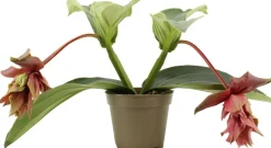 Medinilla (Medinilla magnifica 'Dolce Rossa') D 14 H 30 cm