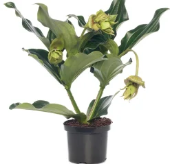 Medinille (Medinilla magnifica) D 17 H 50 cm