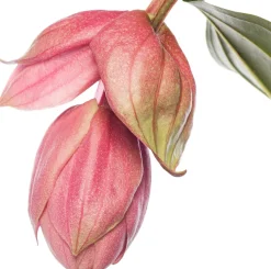 Medinille (Medinilla magnifica) D 17 H 50 cm