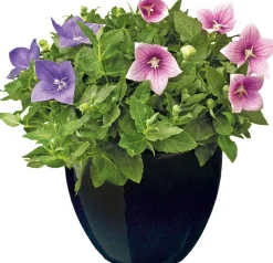 Mega Collections Blumentopf Debora schwarz D 22 H 21 cm