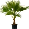 Mexikanische Washingtonpalme (Washingtonia robusta) D 24 H 120 cm