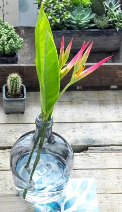 Mica Decorations Deko-Flasche Diego transparent D 27 cm H 42 cm