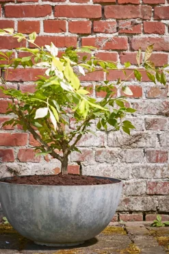 Mica Decorations Pflanzschale Bravo grau D 55 H 26 cm