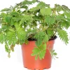 Mimose (Mimosa pudica) D 9 H 13 cm