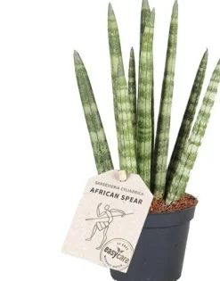 Mini Bogenhanf (Sansevieria cylindrica 'Rocket') D 6 H 25 cm