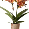 Mini Orchidee (Phalaenopsis kolibri) orange D 9 H 40 cm