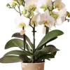 Mini Orchidee (Phalaenopsis kolibri 'Lausanne') D 9 H 40 cm