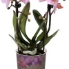 Mini Orchidee (Phalaenopsis 'Little Kolibri') rosa D 9 cm H 30 cm