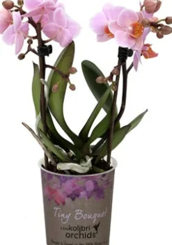 Mini Orchidee (Phalaenopsis 'Little Kolibri') rosa D 9 cm H 30 cm