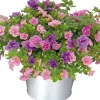 Mini-Hängepetunie (Calibrachoa 'Trixi') D 17 H 25 cm