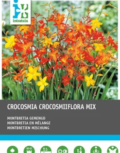 Montbretie (Crocosmia) Blumenzwiebeln gemischt 40 St.