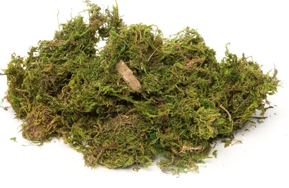 Moos getrocknet 50 g grün