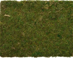 Moosmatte getrocknet 30 x 40 cm grün