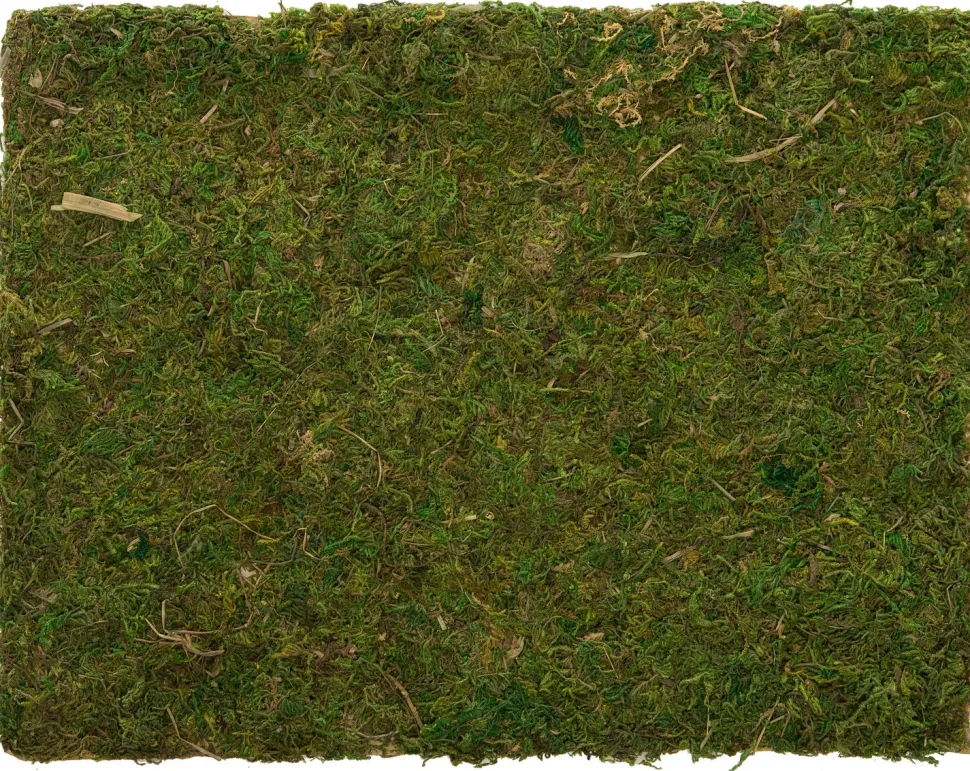 Moosmatte getrocknet 30 x 40 cm grün