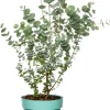 Mostgummi-Eukalyptus (Eucalyptus gunnii 'Azura') D 17 H 25 cm