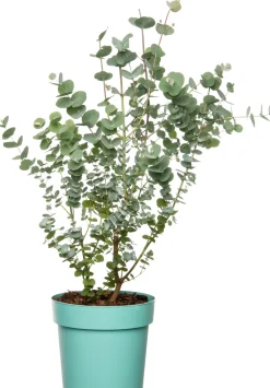 Mostgummi-Eukalyptus (Eucalyptus gunnii 'Azura') D 17 H 25 cm