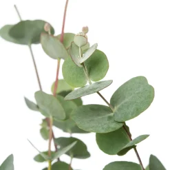 Mostgummi-Eukalyptus (Eucalyptus gunnii 'Azura') D 17 H 25 cm