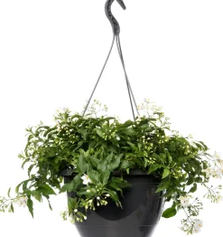 Nachtschatten im Hängetopf (Solanum jasminoides) D 27 H 40 cm