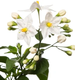 Nachtschatten im Hängetopf (Solanum jasminoides) D 27 H 40 cm