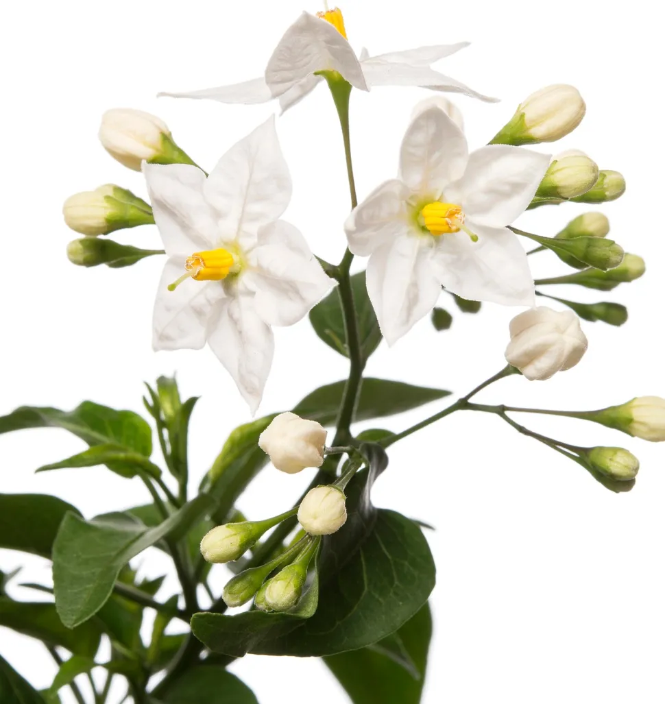 Nachtschatten im Hängetopf (Solanum jasminoides) D 27 H 40 cm