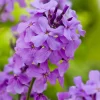 Nachtviole (Hesperis matronalis) D 9 H 5 cm