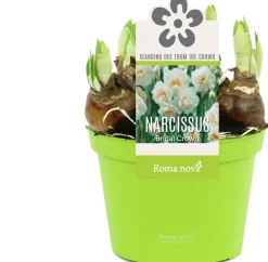 Narzisse  (Narcissus 'Bridal Crown') D 12 H 14 cm