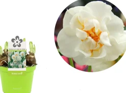 Narzisse  (Narcissus 'Bridal Crown') D 12 H 14 cm