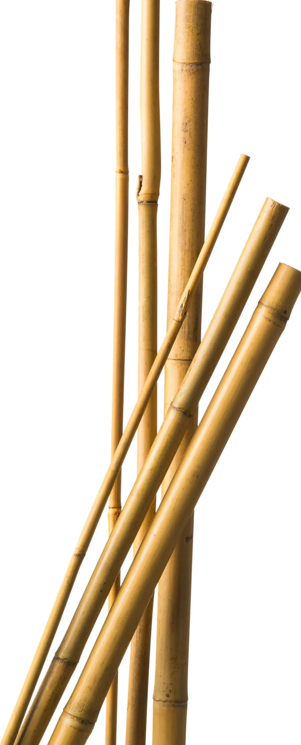 Nature Bambusstab 150 cm x 12-14 mm 4 St.