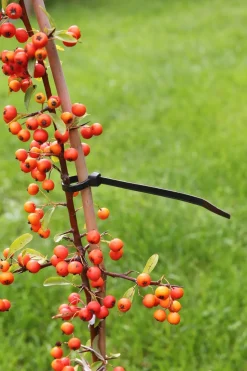 Nature Kabelbinder 15 cm schwarz 25 St.