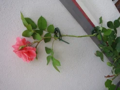 Nature Kabelbinder für Kletterpflanzen D 25-45 mm 6 St.