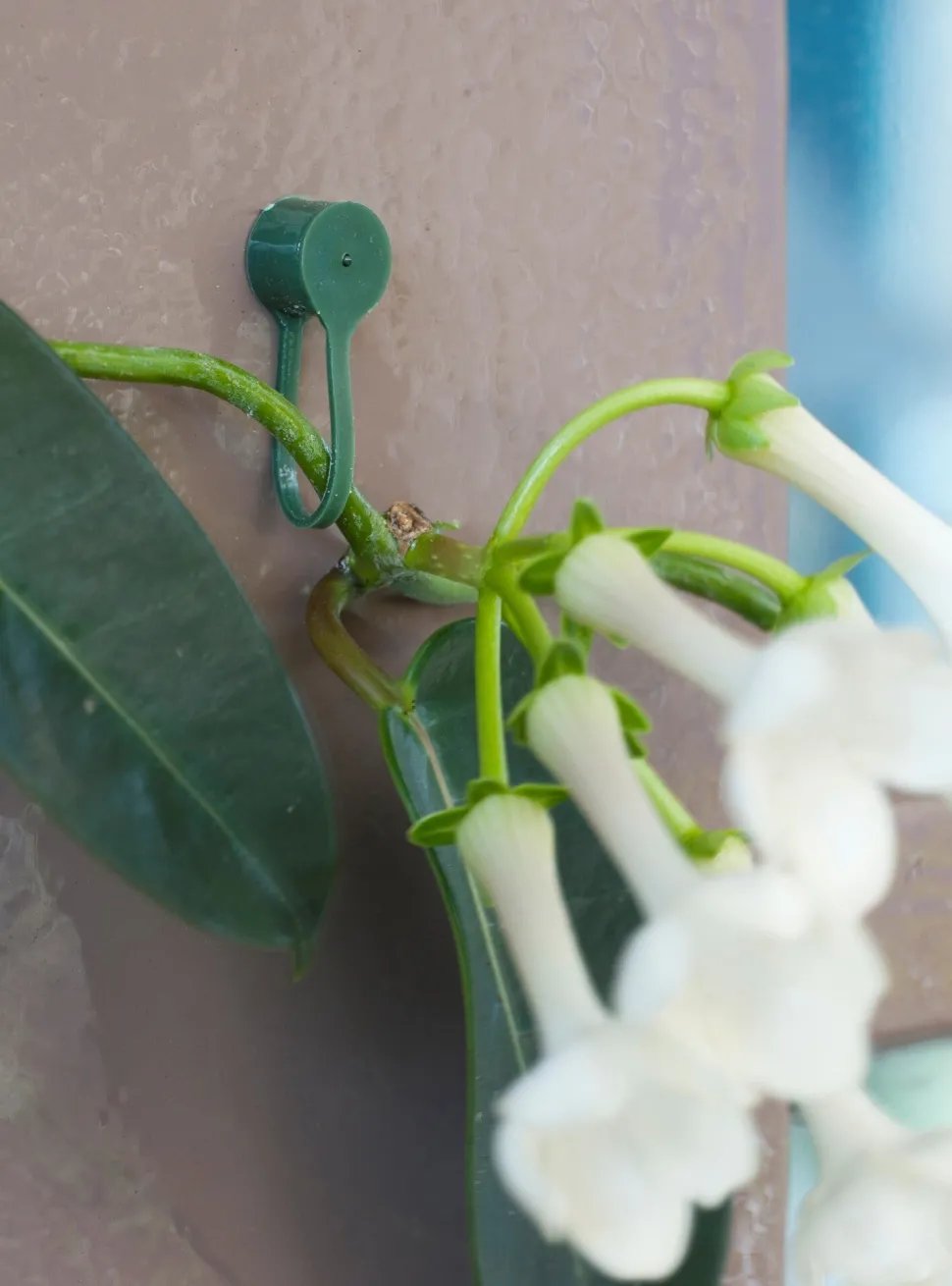Nature Pflanzenklammern grün D 15 mm 15 St.
