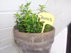 Nature Pflanzenschilder 12,5 cm gelb 10 St.